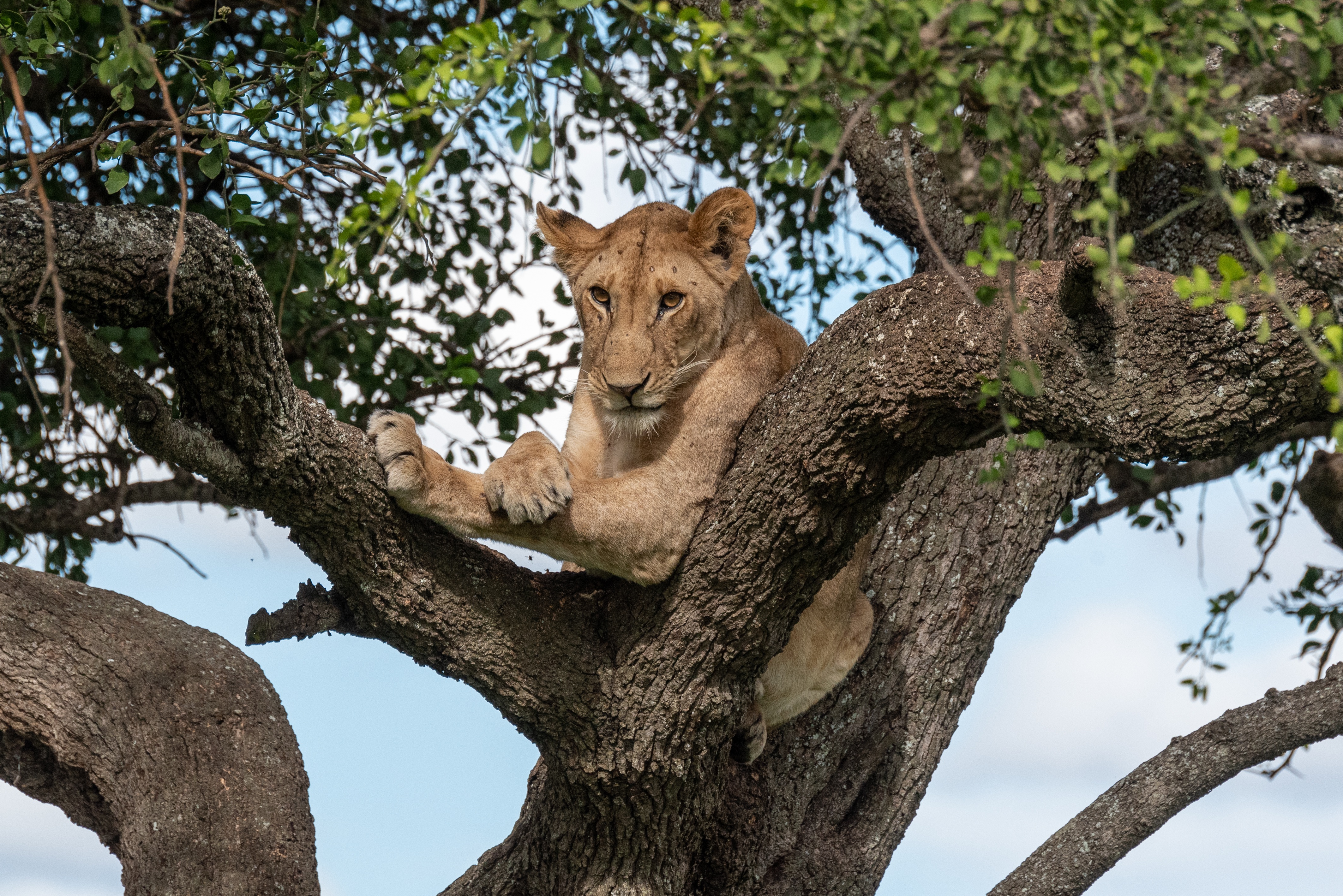 Wildlife Moments with Cinematic Timing