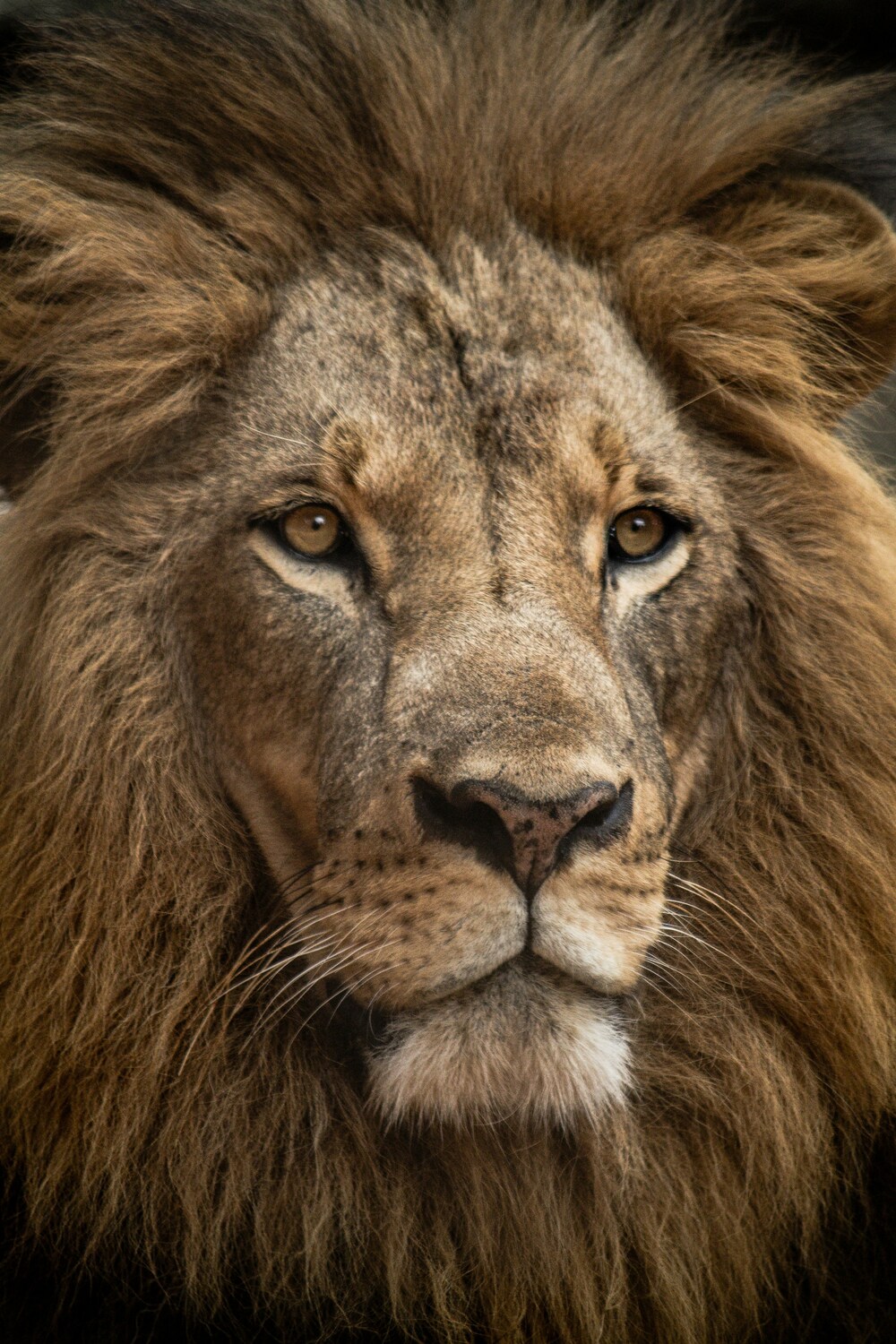 Kenya safari