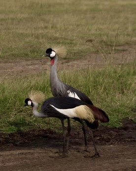 Uganda safari