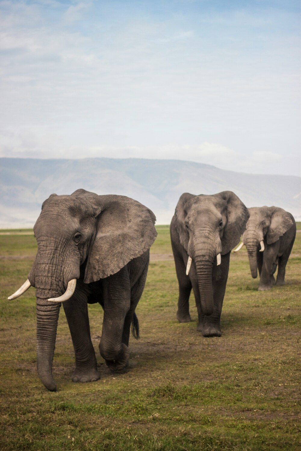 Tanzania safari