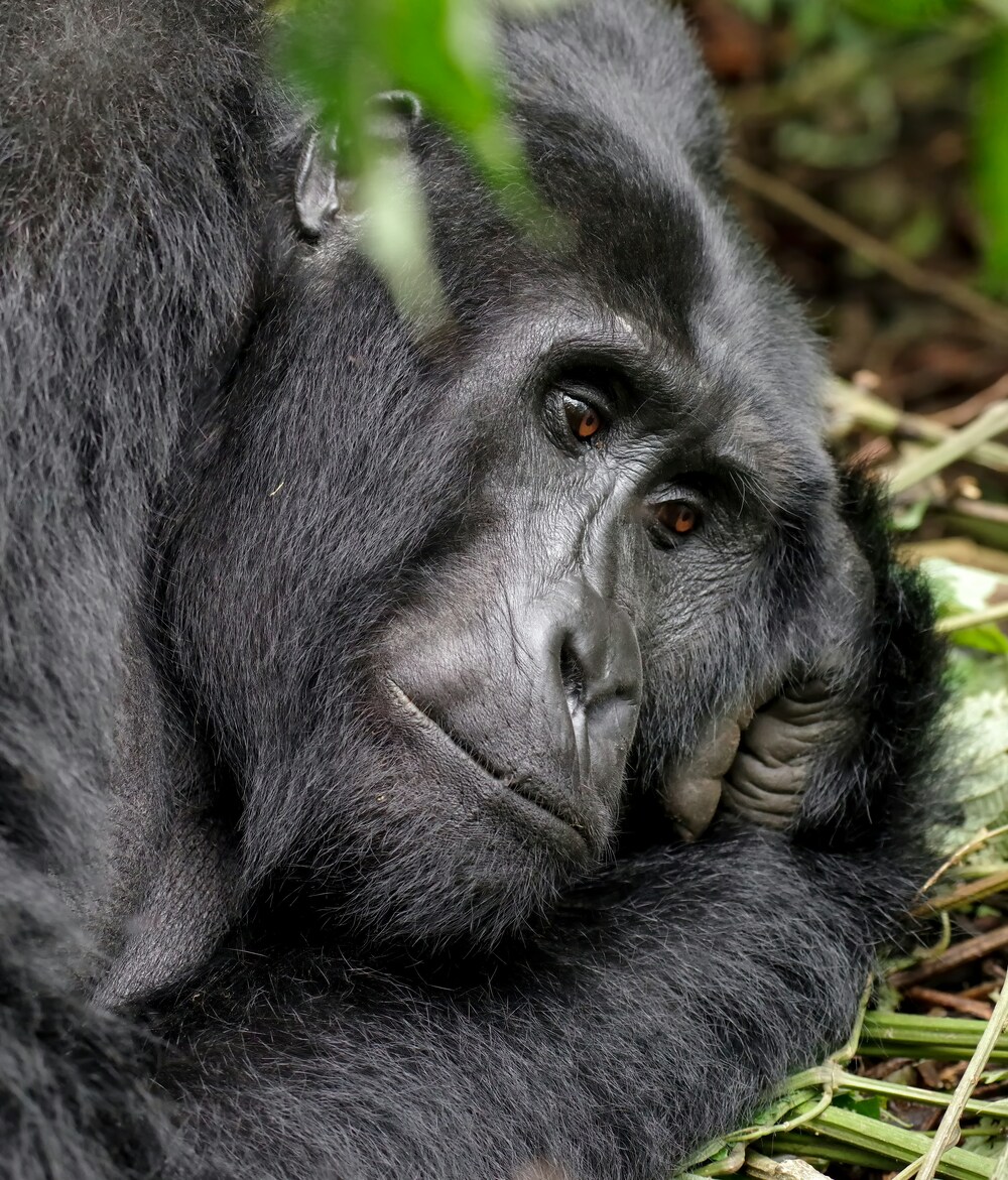 Rwanda safari