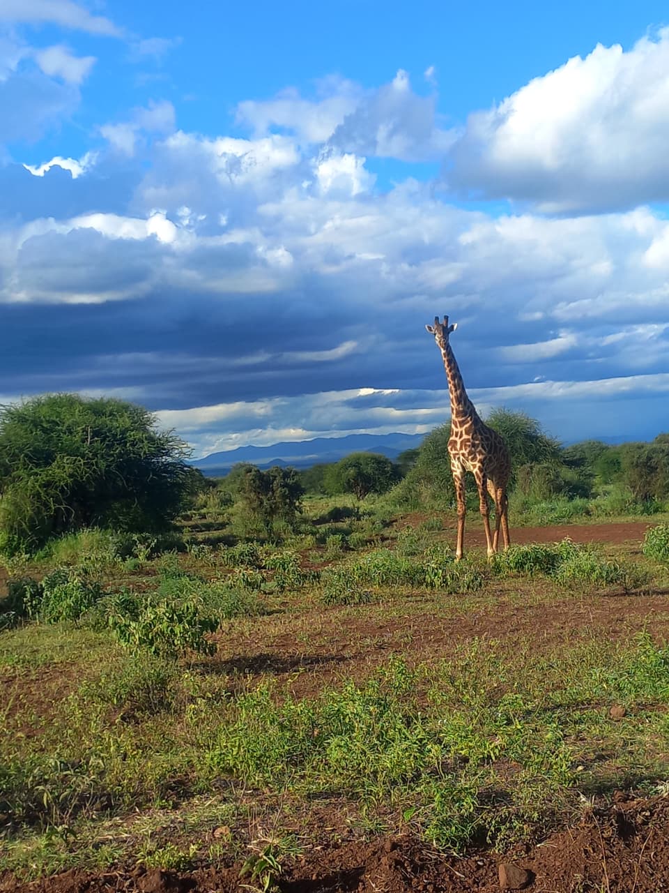 4 Days Samburu & Ol Pejeta Conservancy Safari