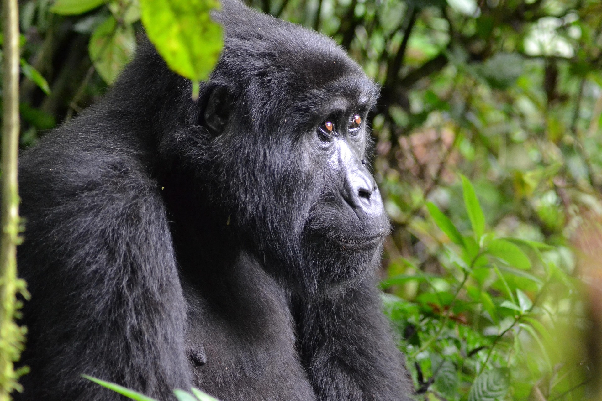 6-Day Rwanda Primate, Culture & Scenic Safari
