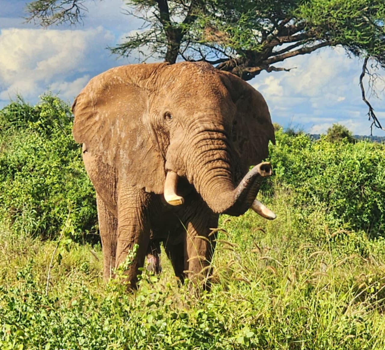 6 Days Serengeti, Ngorongoro, Tarangire & Lake Manyara Safari