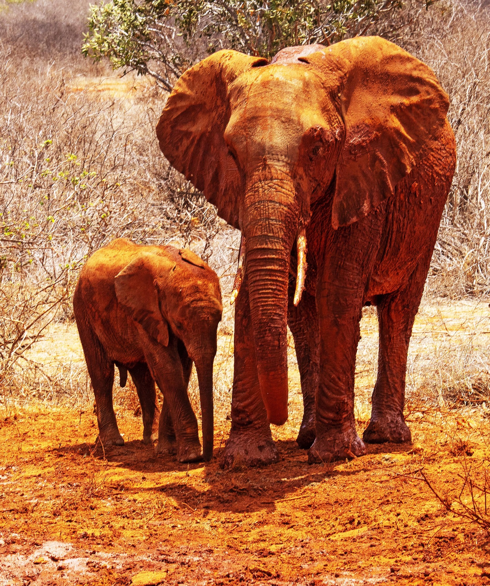 6-Day Amboseli & Tsavo Wildlife Safari
