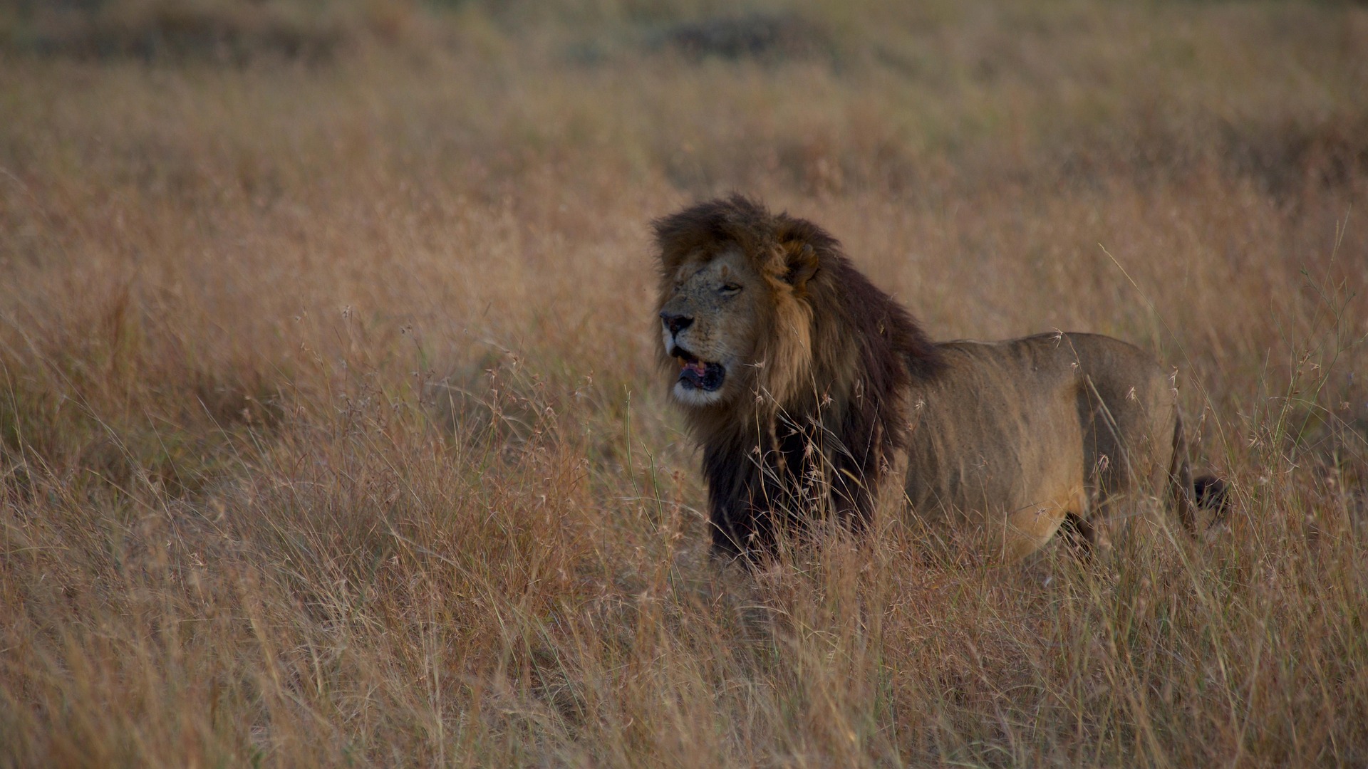 5 Days Maasai Mara, Lake Nakuru & Lake Naivasha Safari