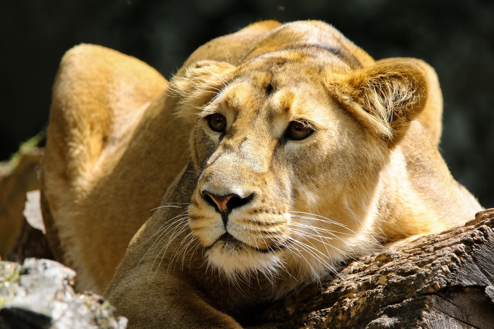 13 Days Kenya & Tanzania Classic Wildlife Safari
