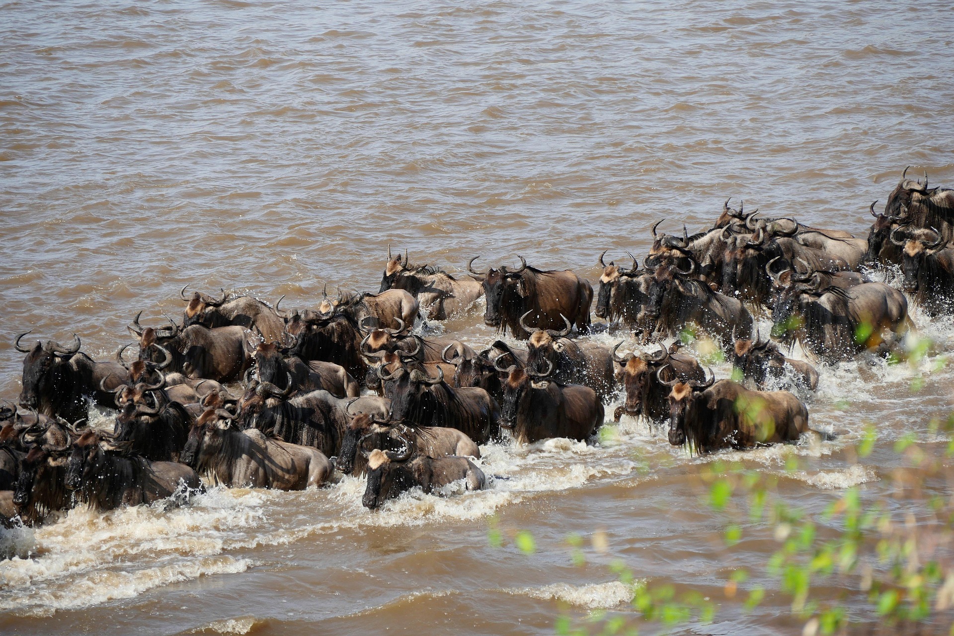 9-Day Kenya & Tanzania Great Wildebeest Migration Cycle Safari