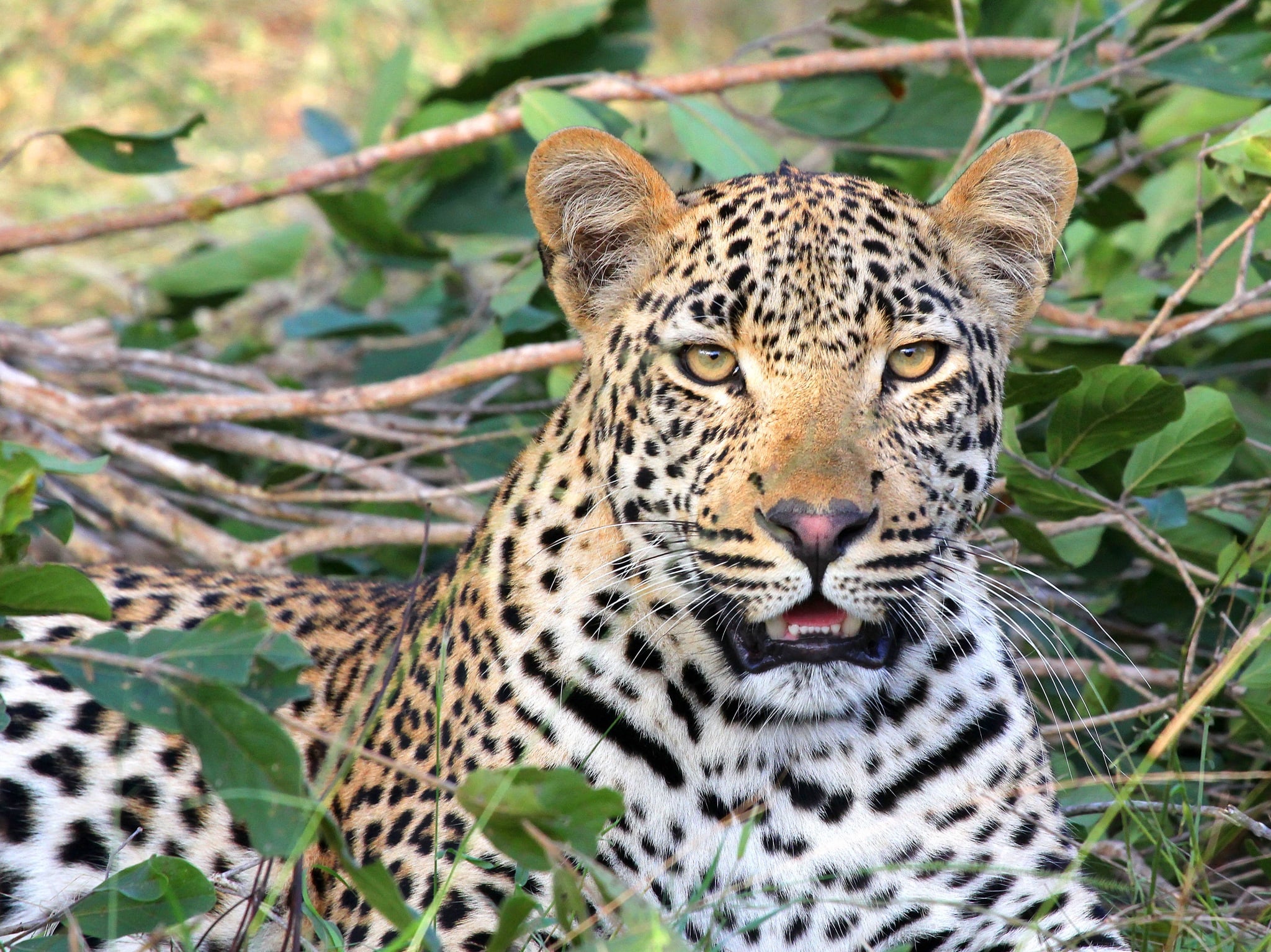 7-Day Uganda Wildlife, Chimpanzee & Gorilla Trekking  Safari