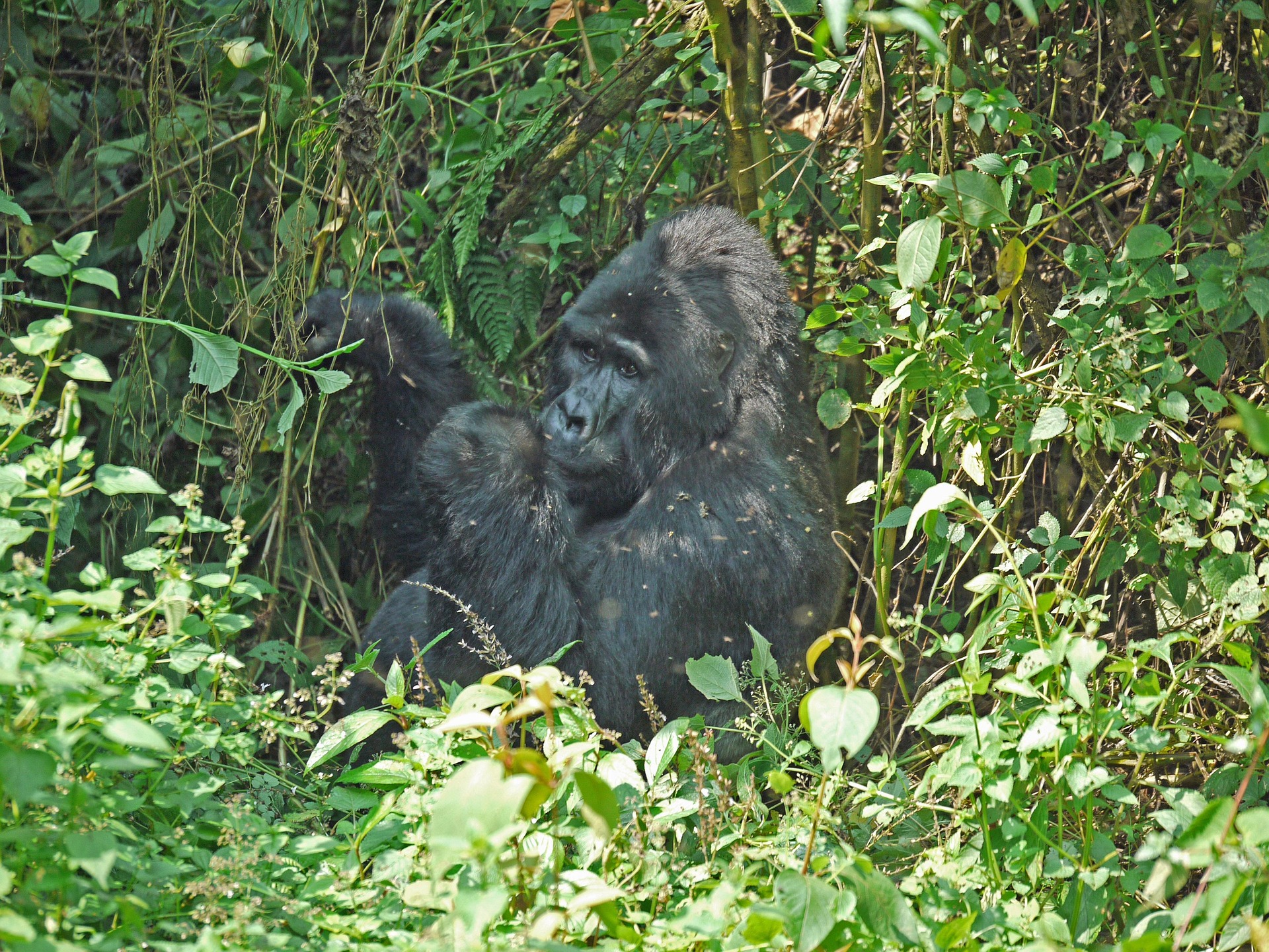 3-Day Best of Uganda Mountain Gorilla Trekking Safari